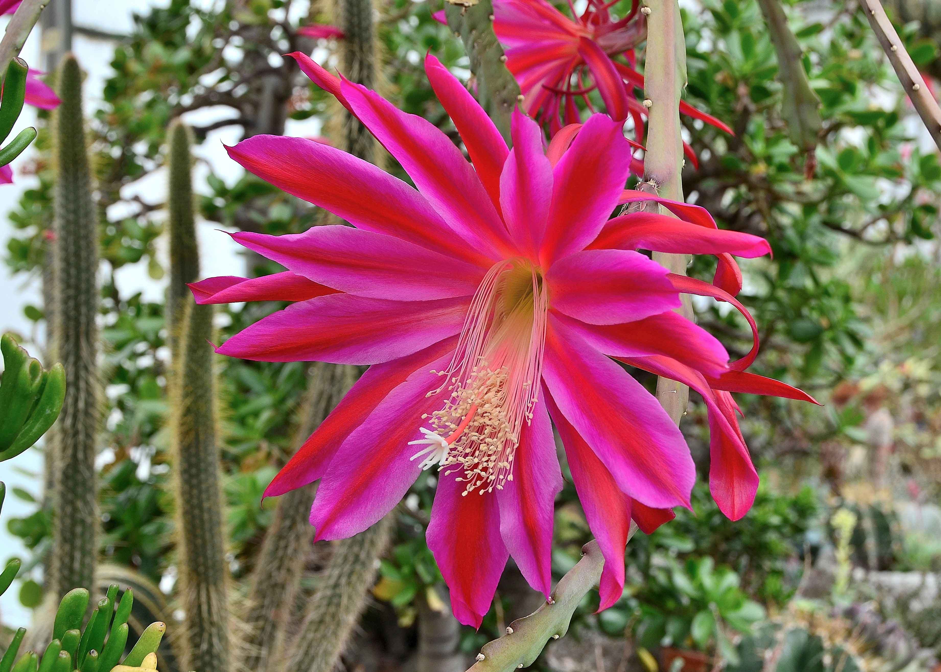 Epiphyllum gloria produce bellissimi fiori di colore rosa intenso. Epiphyllum gloria produce bellissimi fiori di colore rosa intenso.