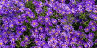 Aster o settembrini