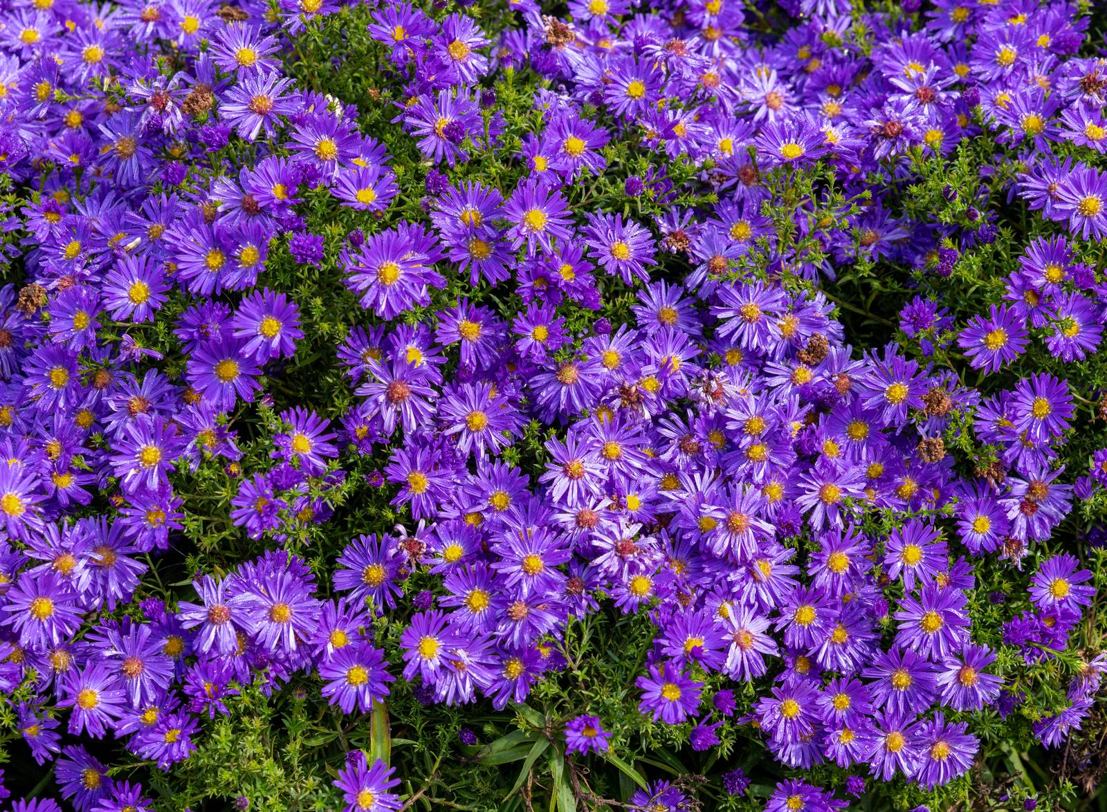 Fioritura di aster o settembrini Fioritura di aster o settembrini