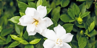 Gardenia