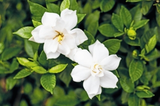 I fiori di gardenia, bianchissimi, spiccano sul fogliame verde scuro. I fiori di gardenia, bianchissimi, spiccano sul fogliame verde scuro.