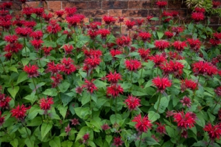 A,Closeup,Shot,Of,Red,Monarda,Flowers,In,The,Garden
