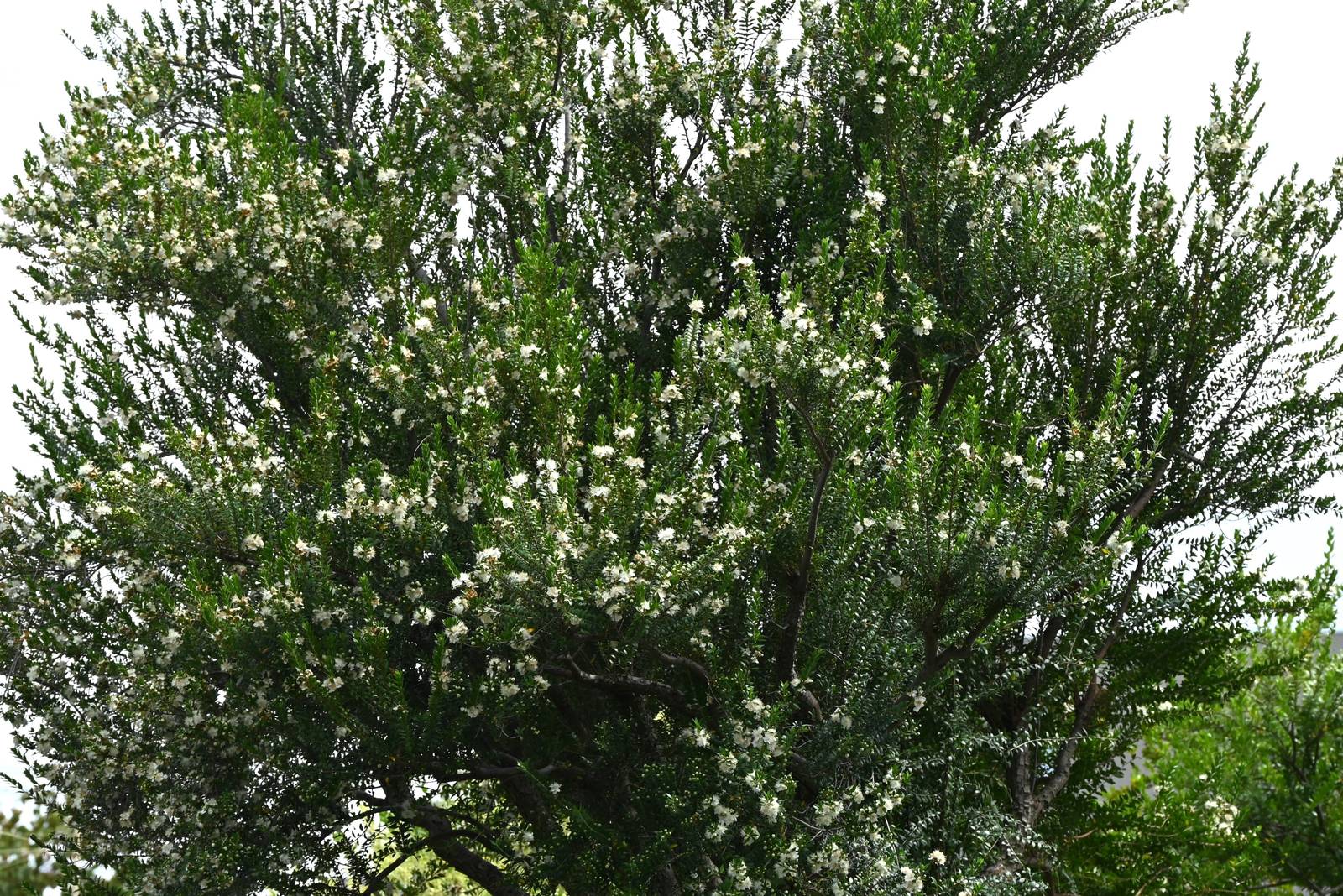 Il mirto produce eleganti fiorellini bianchi molto profumati. Il mirto produce eleganti fiorellini bianchi molto profumati.