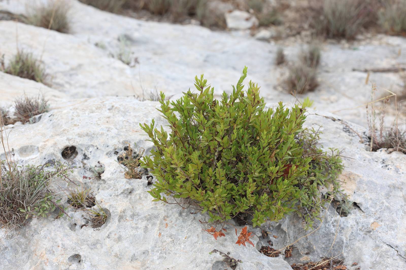 Il mirto è un piccolo cespuglio sempreverde, tipico dell'area mediterranea. Il mirto è un piccolo cespuglio sempreverde, tipico dell'area mediterranea.