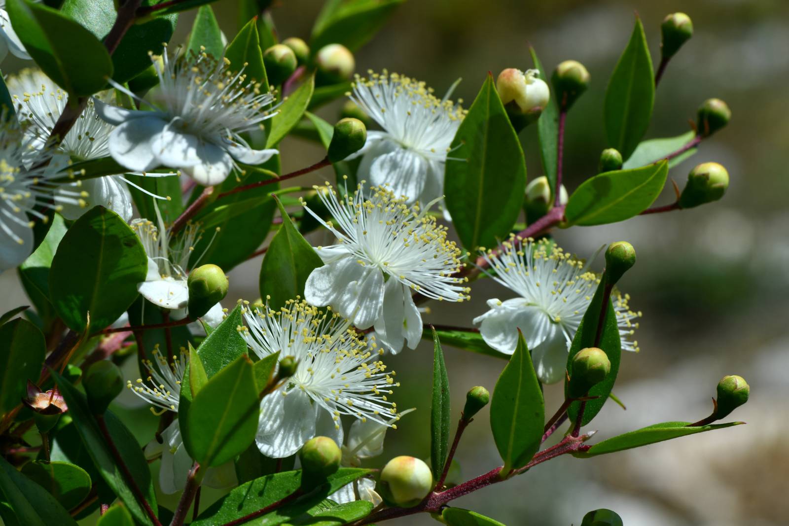 Come si vede in foto, le foglie della pianta di mirto sono ovali e appuntite, coriacee, lucide e di colore verde-scuro. Come si vede in foto, le foglie della pianta di mirto sono ovali e appuntite, coriacee, lucide e di colore verde-scuro.