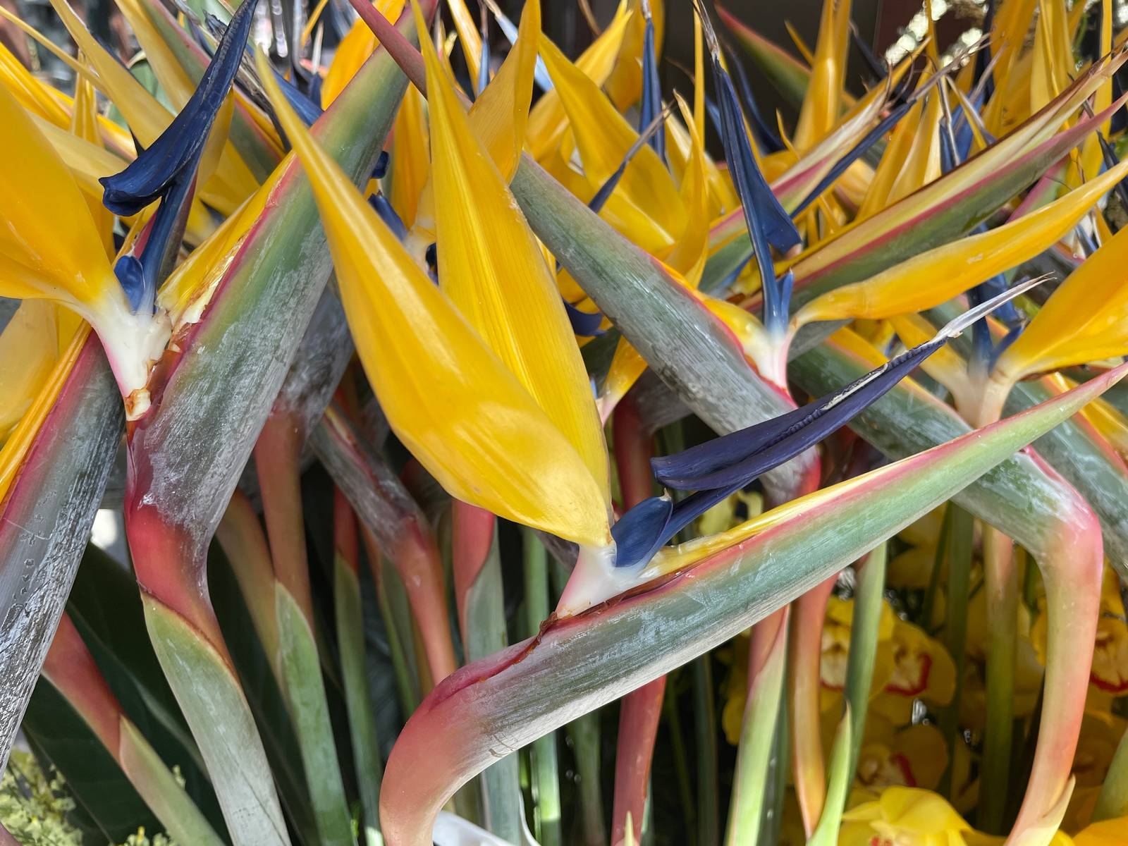 L'uccello del Paradiso sa portare un tocco esotico in ogni casa. L'uccello del Paradiso sa portare un tocco esotico in ogni casa.