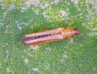 Tripidi insetti