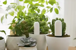 Sensore salute delle Piante Mi Flora Smart 2.0 di Xiaomi Sensore salute delle Piante Mi Flora Smart 2.0 di Xiaomi
