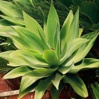 Agave attenuata