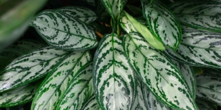 Aglaonema