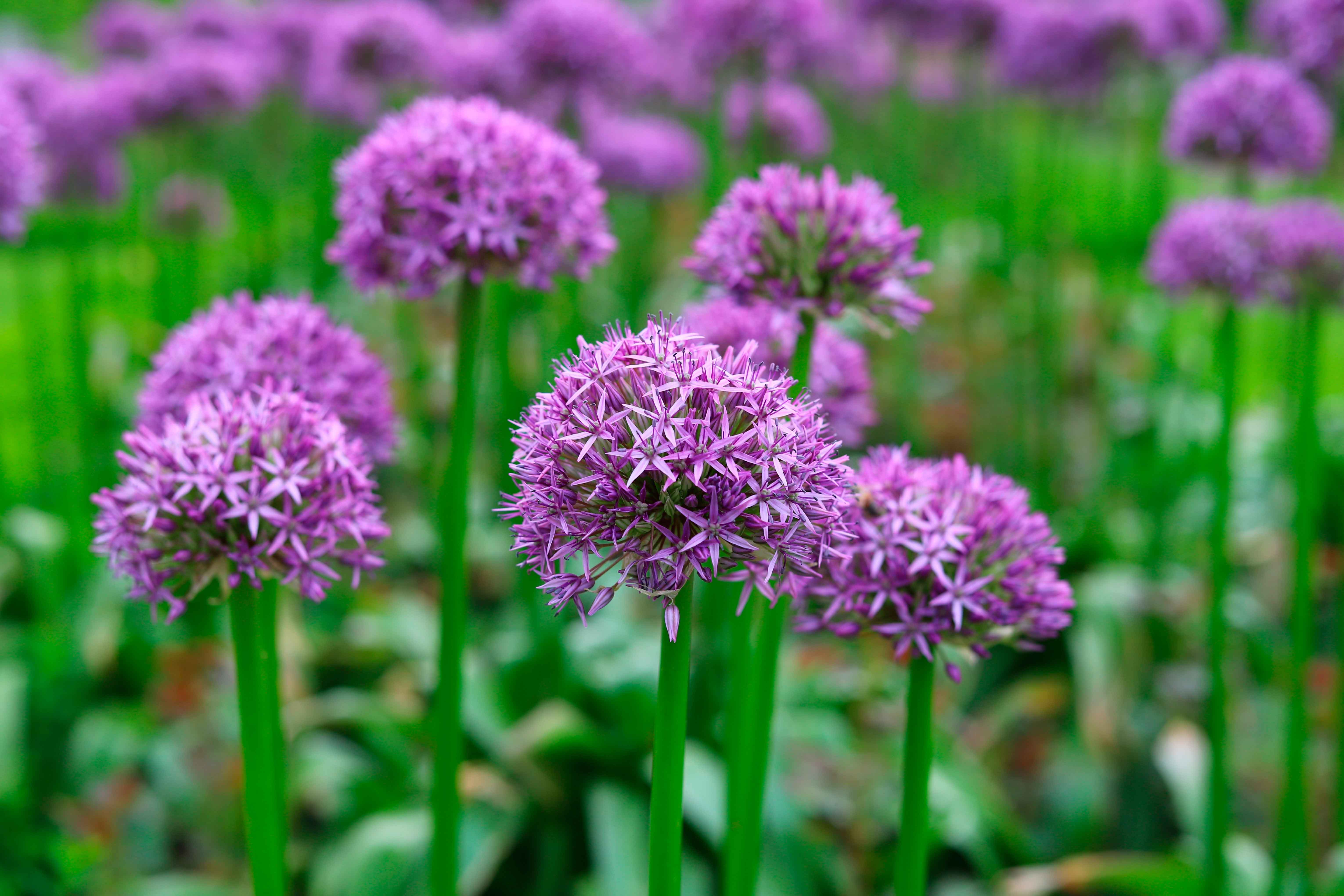 La fioritura degli allium giganteum avviene tra maggio e giugno.