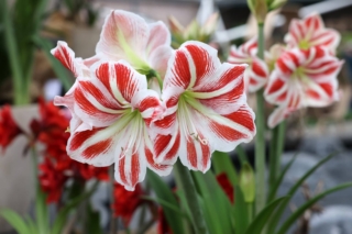 Beautifully,Blooming,Red,And,White,Amaryllis,Flowers Beautifully,Blooming,Red,And,White,Amaryllis,Flowers