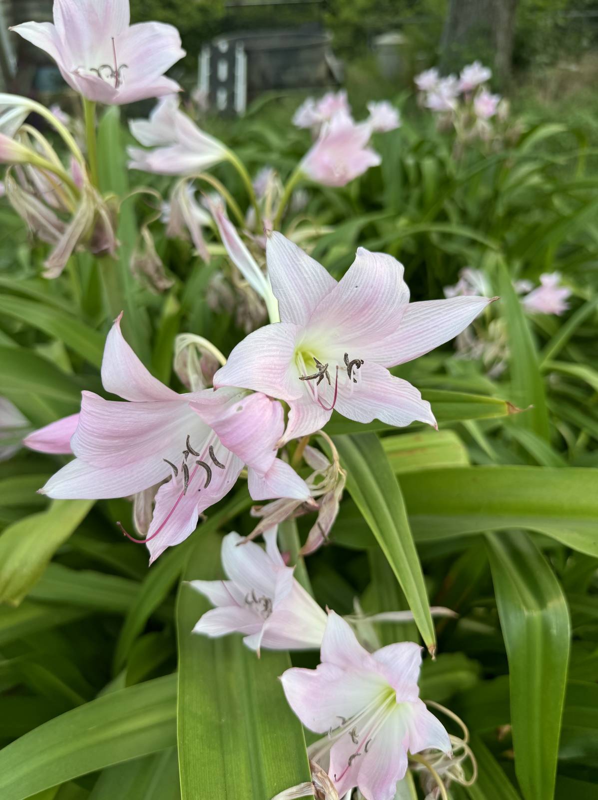 Il fiore di amarillide è solitamente rosso ma può anche presentarsi rosato o bianco. Il fiore di amarillide è solitamente rosso ma può anche presentarsi rosato o bianco.