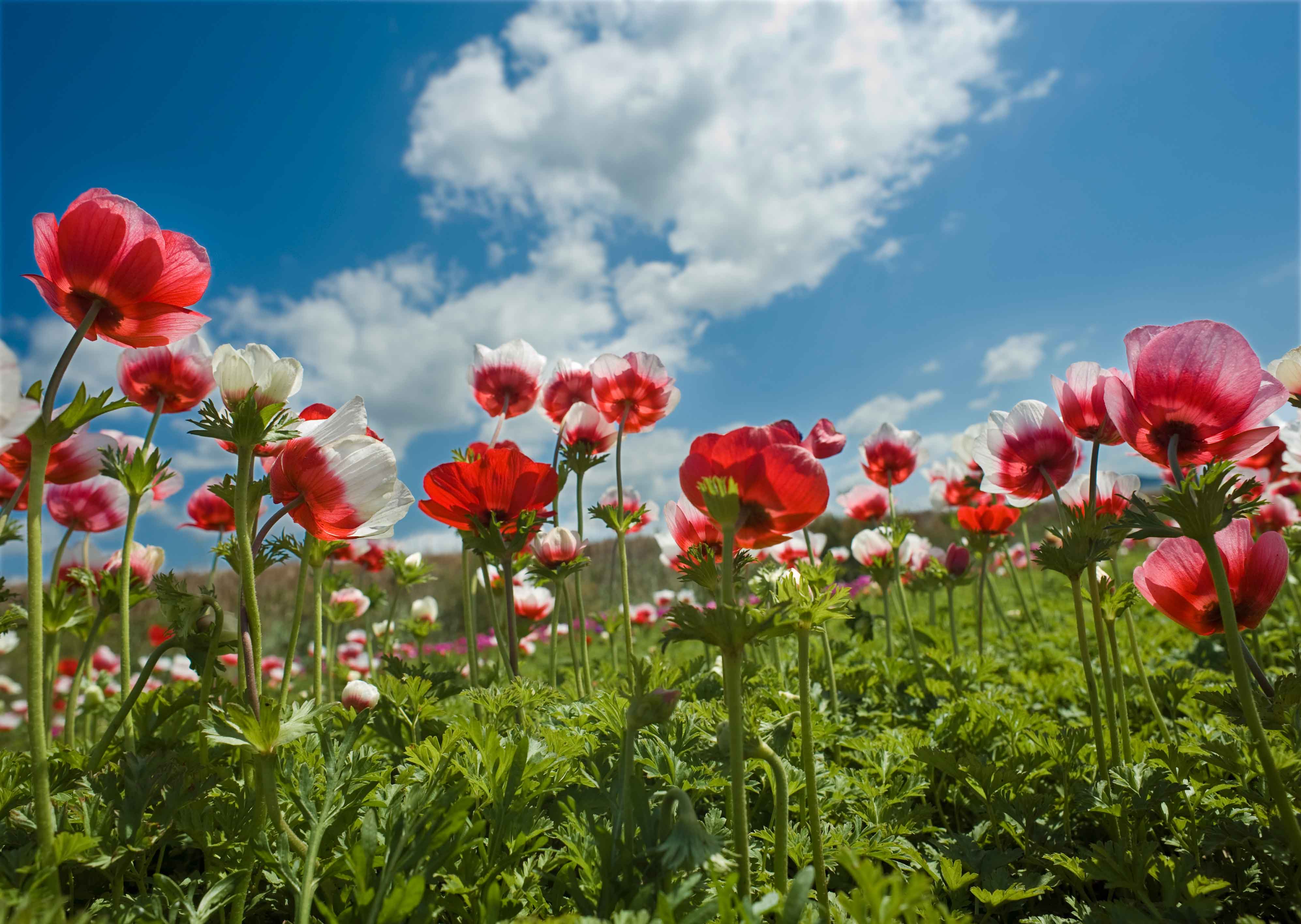 L'anemone è una rigogliosa pianta che regala abbondanti e coloratissime fioriture autunnali.