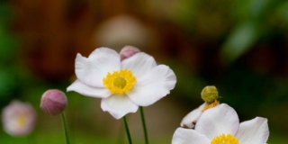 Anemone