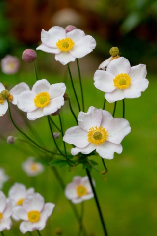 L'anemone si può coltivare sia in vaso sia in piena terra. L'anemone si può coltivare sia in vaso sia in piena terra.