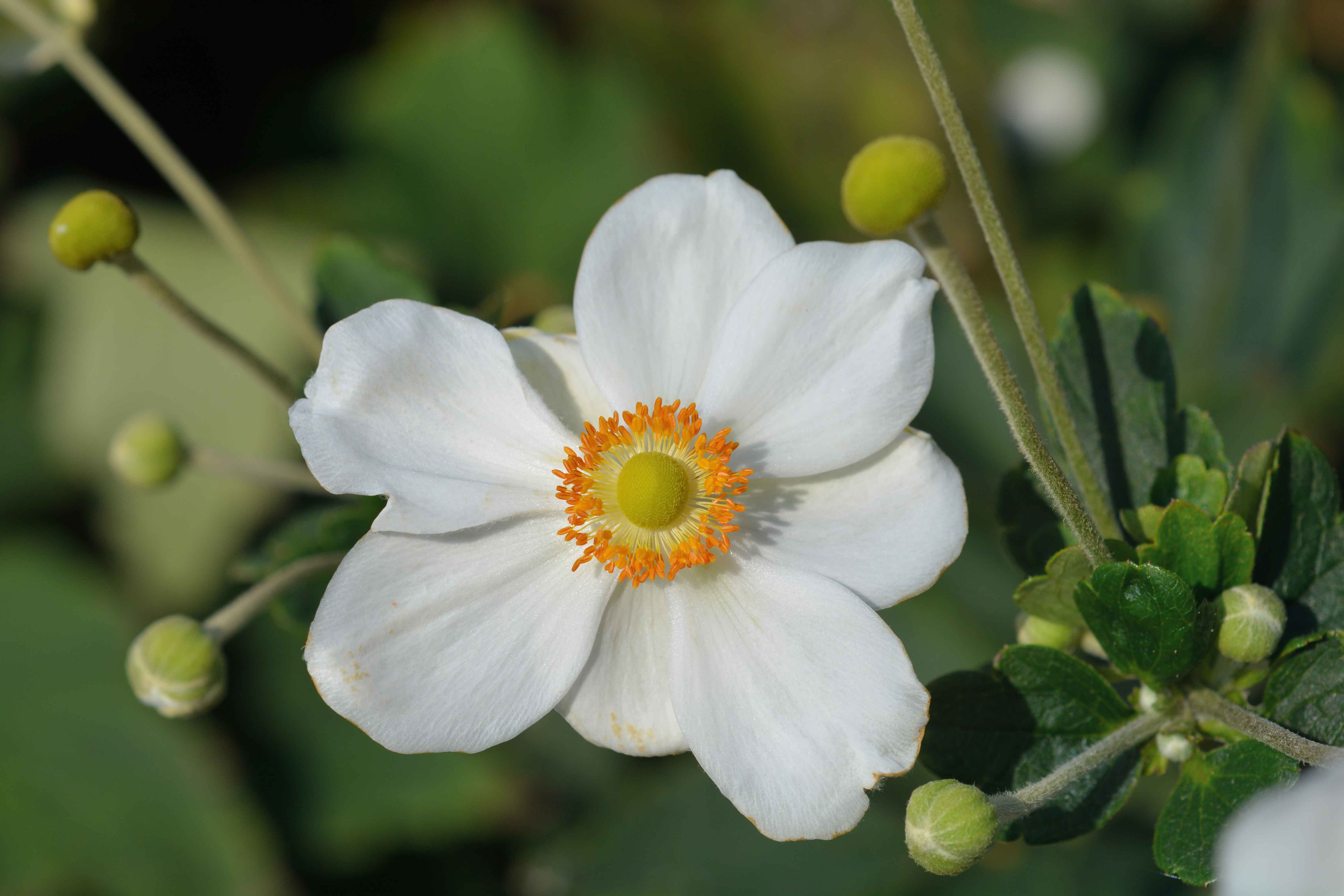In foto, anemone japonica bianca.