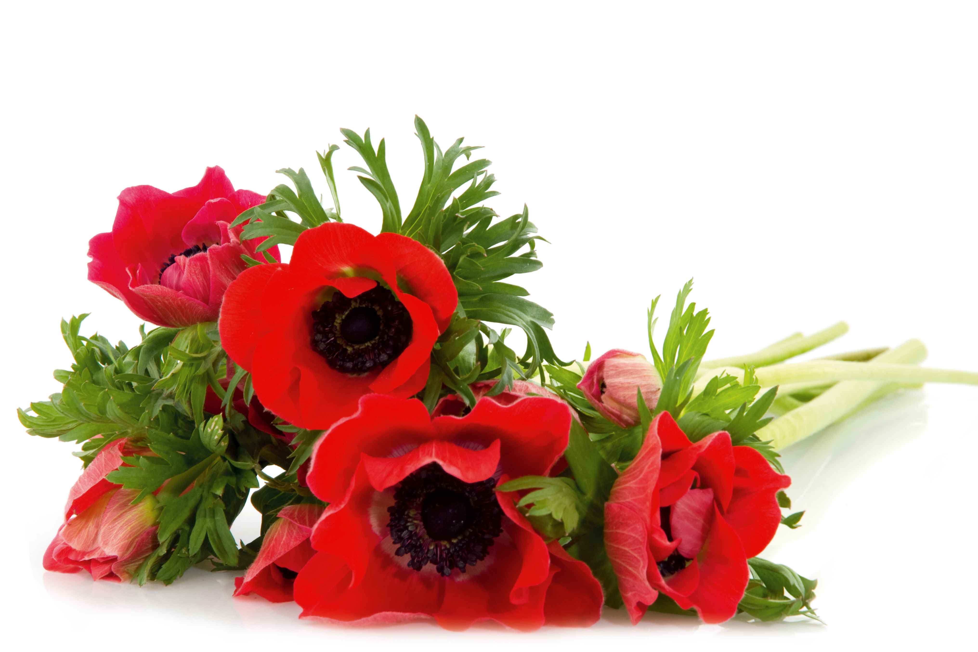 Il nome anemone deriva dal greco “ànemos”, ossia “vento”.