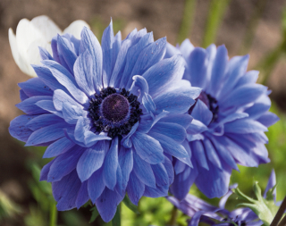 Nonostante la sua apparente fragilità, l'anemone dimostra una grande adattabilità all'ambiente. Nonostante la sua apparente fragilità, l'anemone dimostra una grande adattabilità all'ambiente.