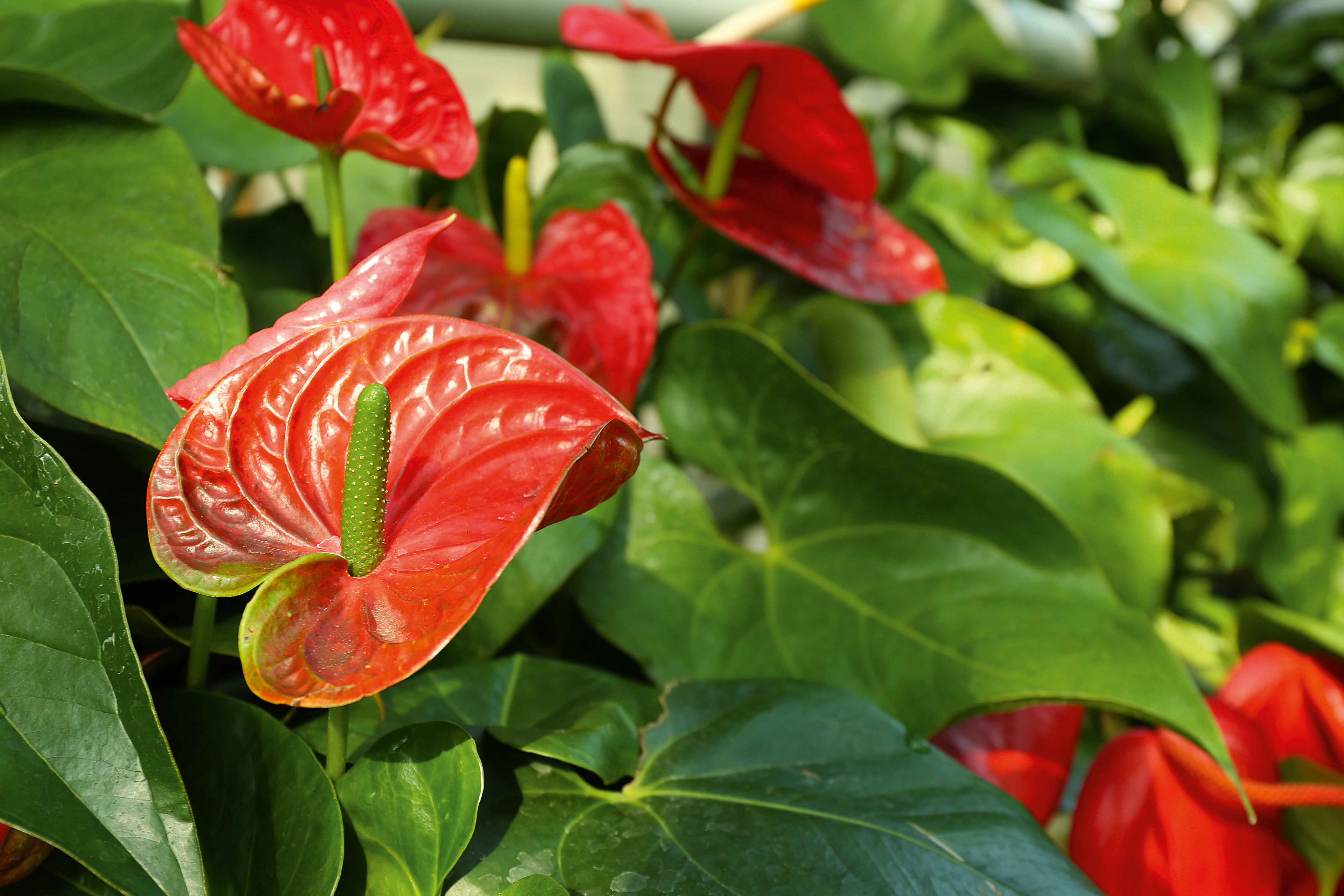 Spata colorata e spadice eretto compongono l'infiorescenza dell'anturio. Spata colorata e spadice eretto compongono l'infiorescenza dell'anturio.
