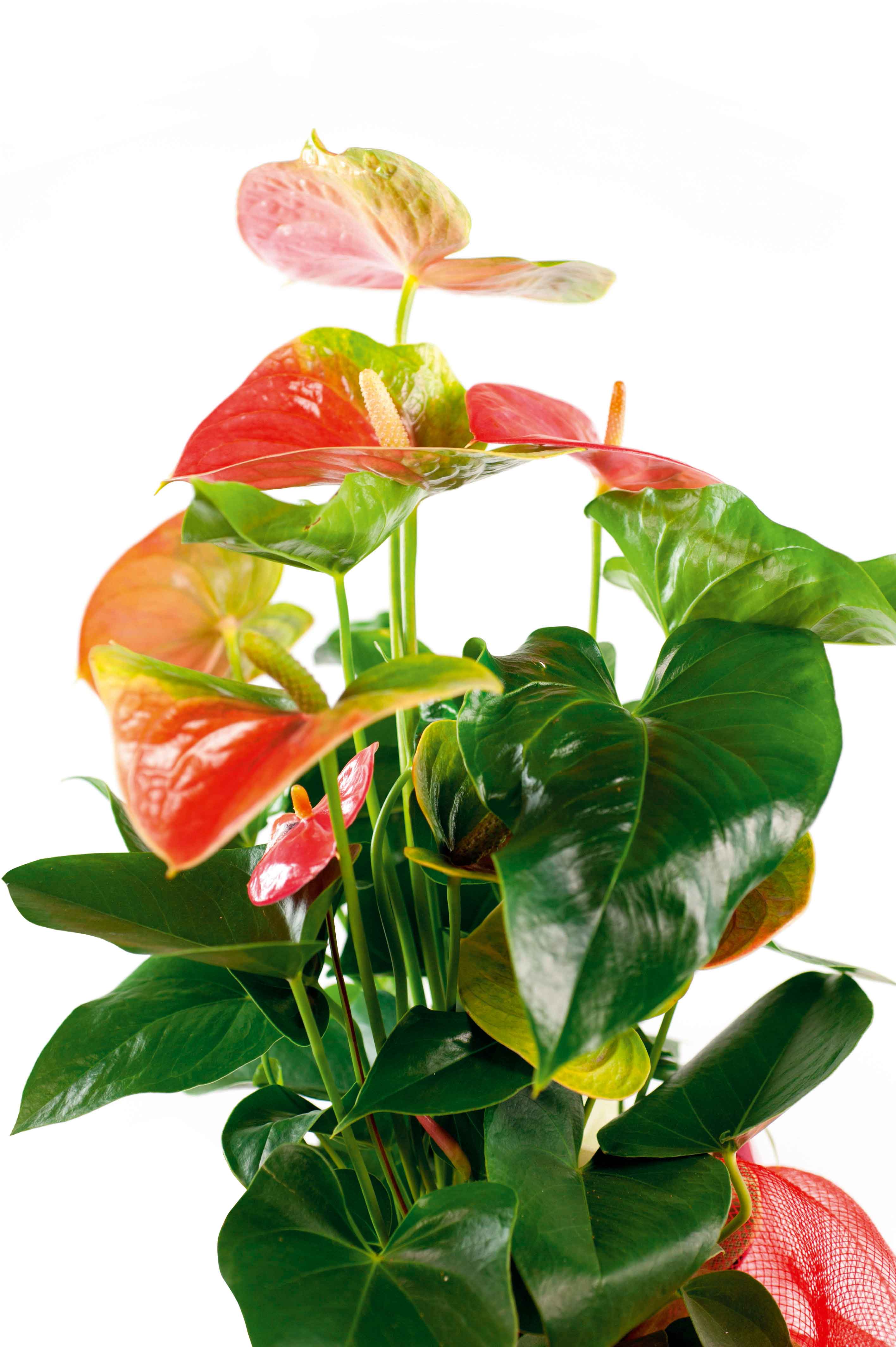L'anthurium è molto esigente in fatto di esposizione: la luce diretta nuoce al fiore ma la luminosità è fondamentale. L'anthurium è molto esigente in fatto di esposizione: la luce diretta nuoce al fiore ma la luminosità è fondamentale.