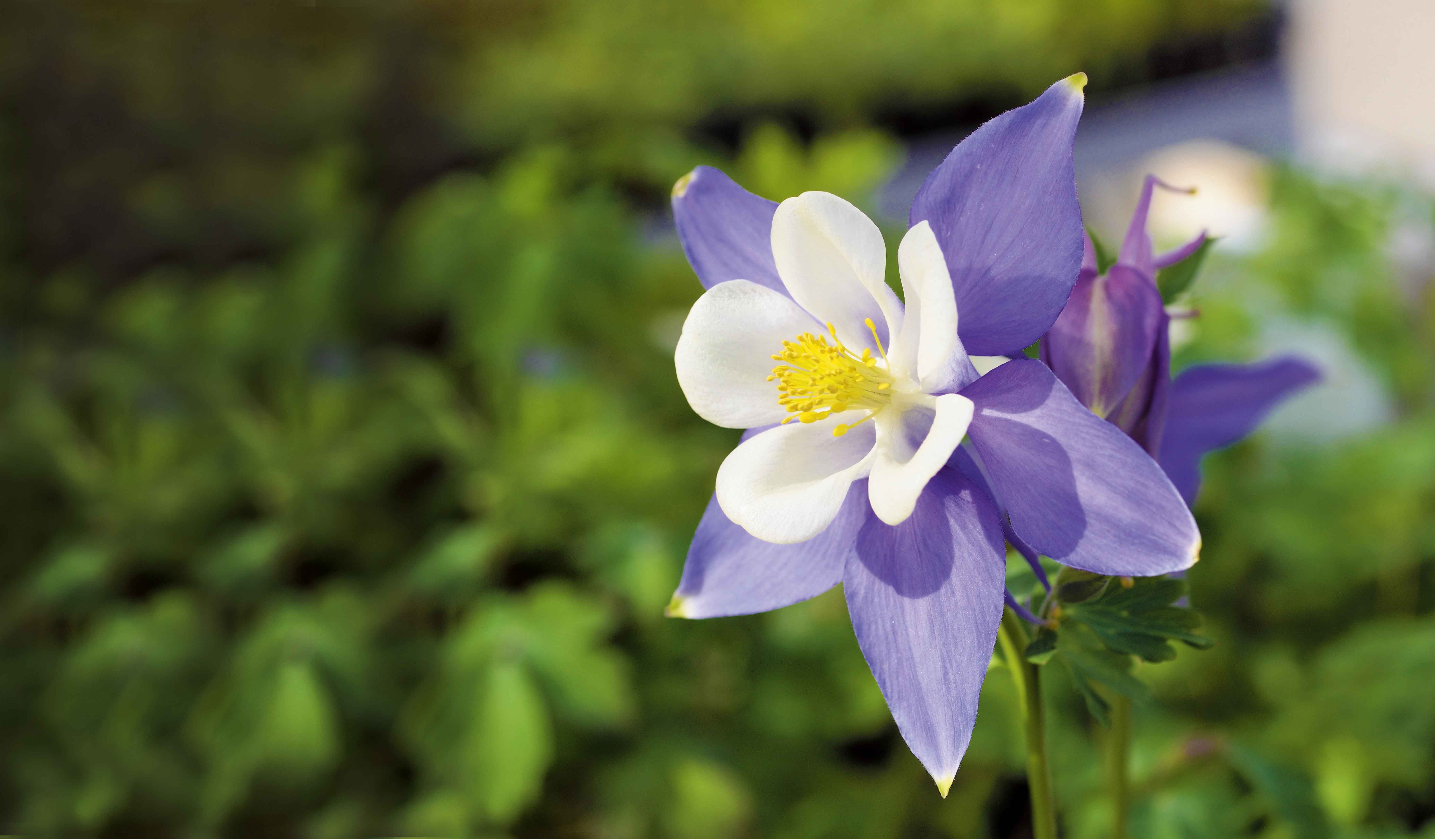 Aquilegia adonis blue. Aquilegia adonis blue.