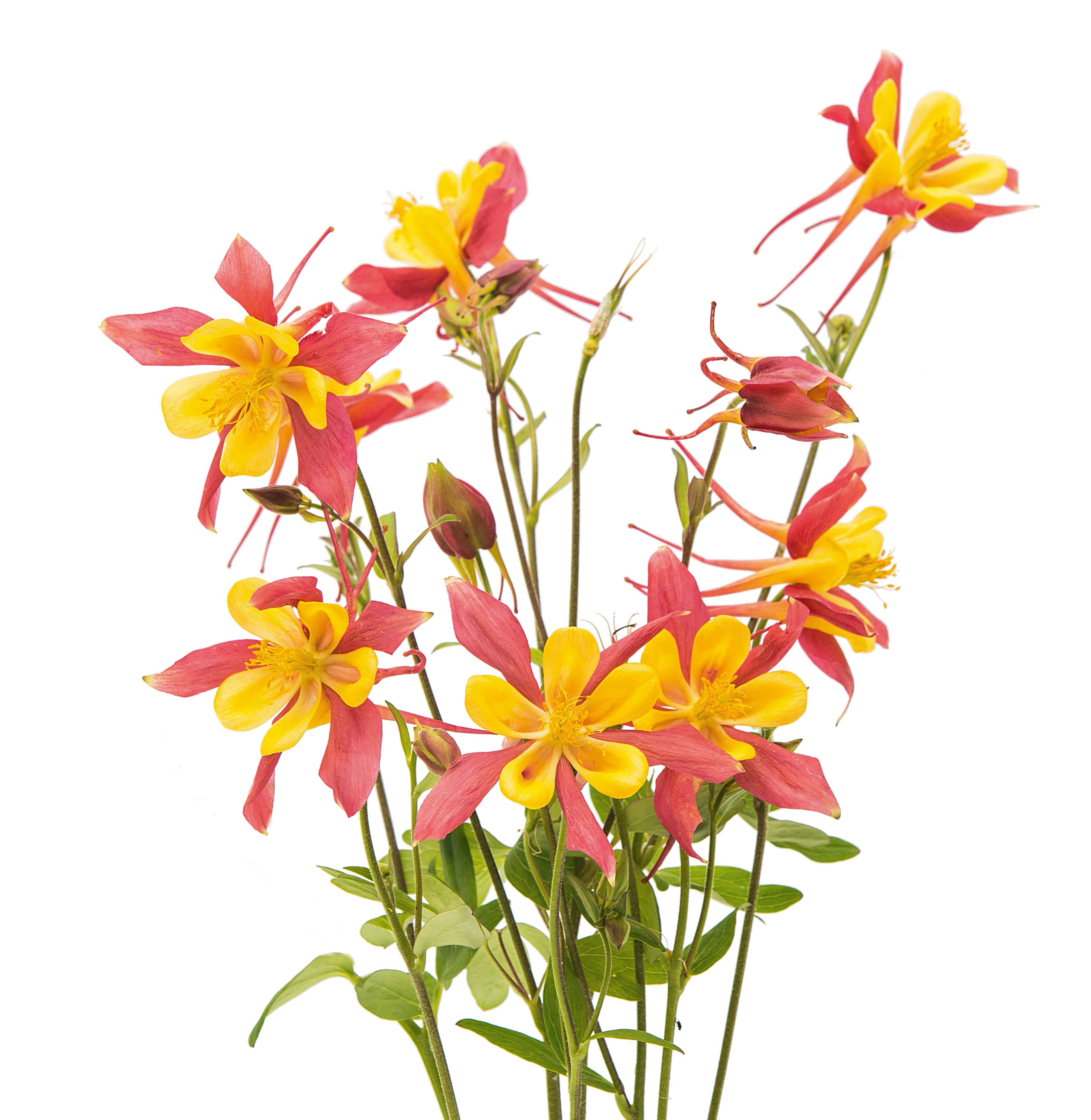 Il tipico sperone e le variopinte fioriture sono le caratteristiche principali della pianta di aquilegia. Il tipico sperone e le variopinte fioriture sono le caratteristiche principali della pianta di aquilegia.