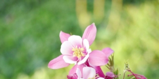 Aquilegia