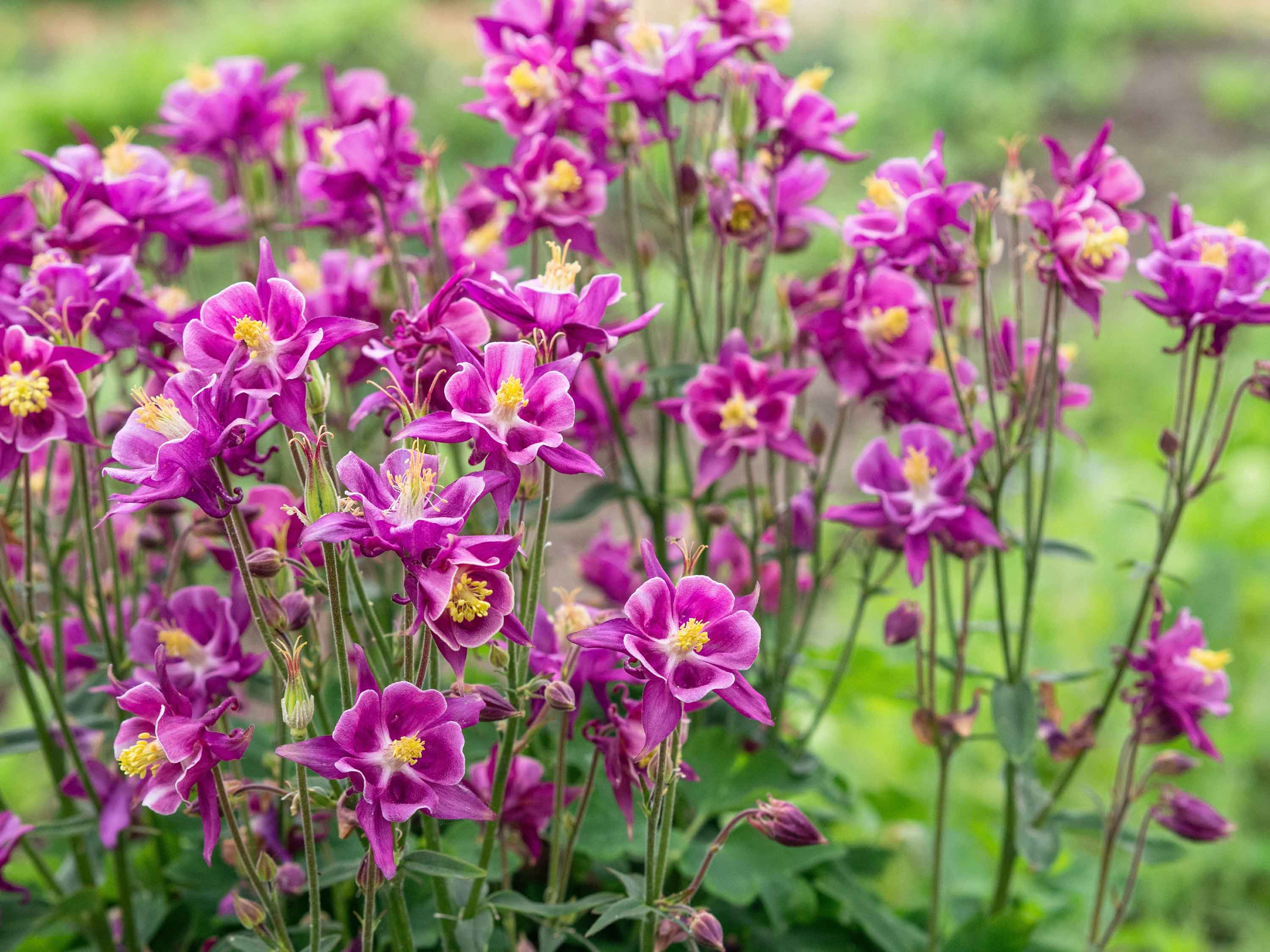 L'aquilegia fiorisce nel periodo primaverile-estivo. L'aquilegia fiorisce nel periodo primaverile-estivo.
