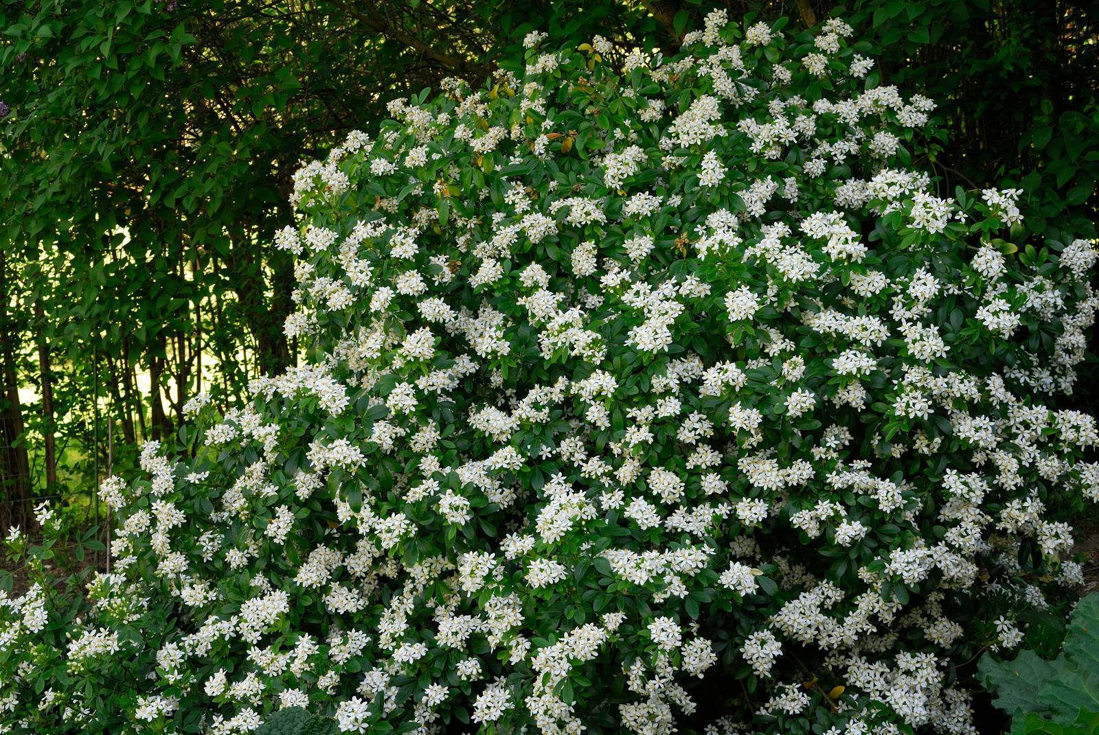 Choisya ternata non raggiunge dimensioni troppo elevate (resta al di sotto dei due metri), e per questo si può facilmente coltivare anche in vaso.