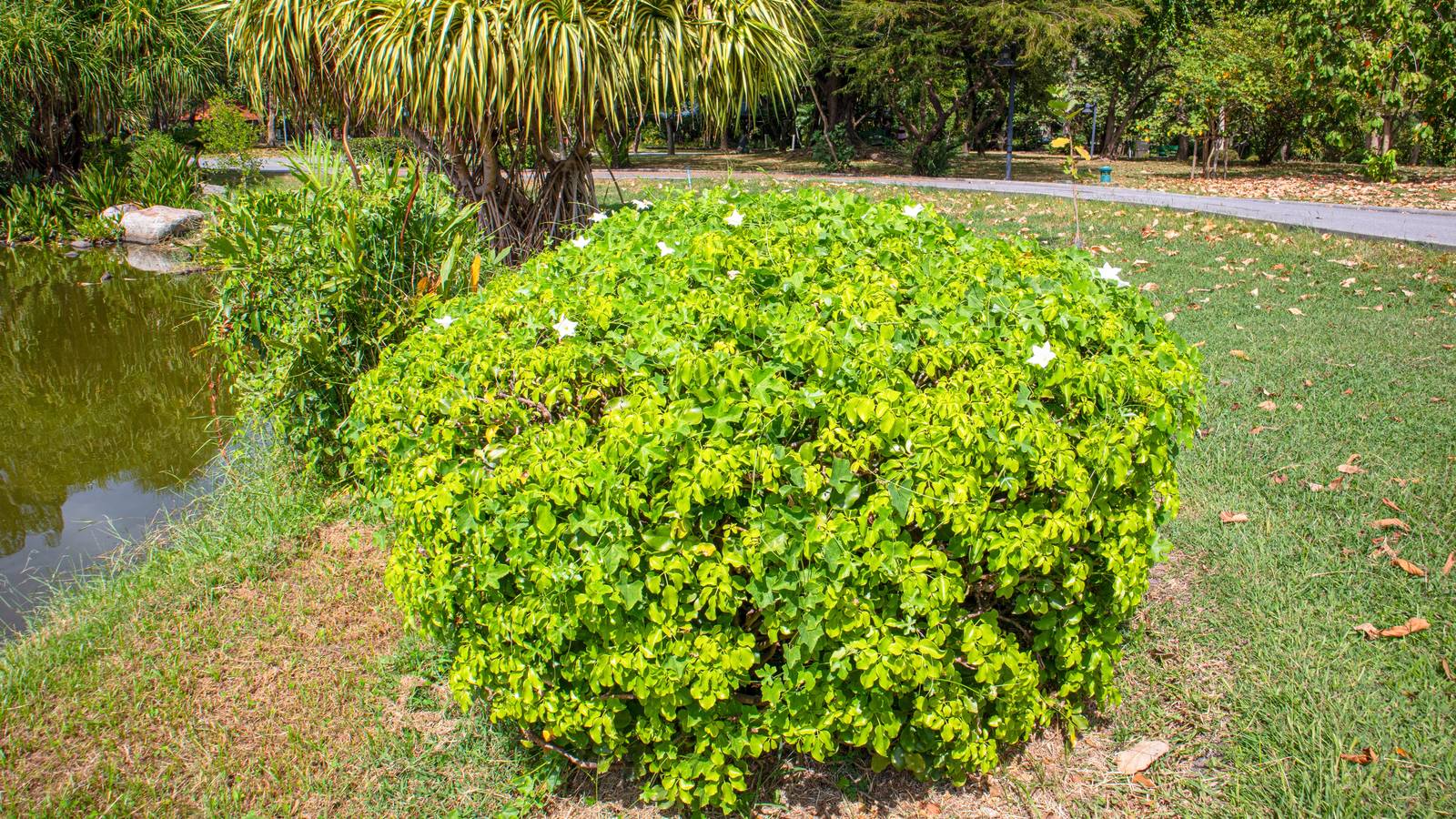 I fiorellini di choisya sono molto amati da farfalle e api.