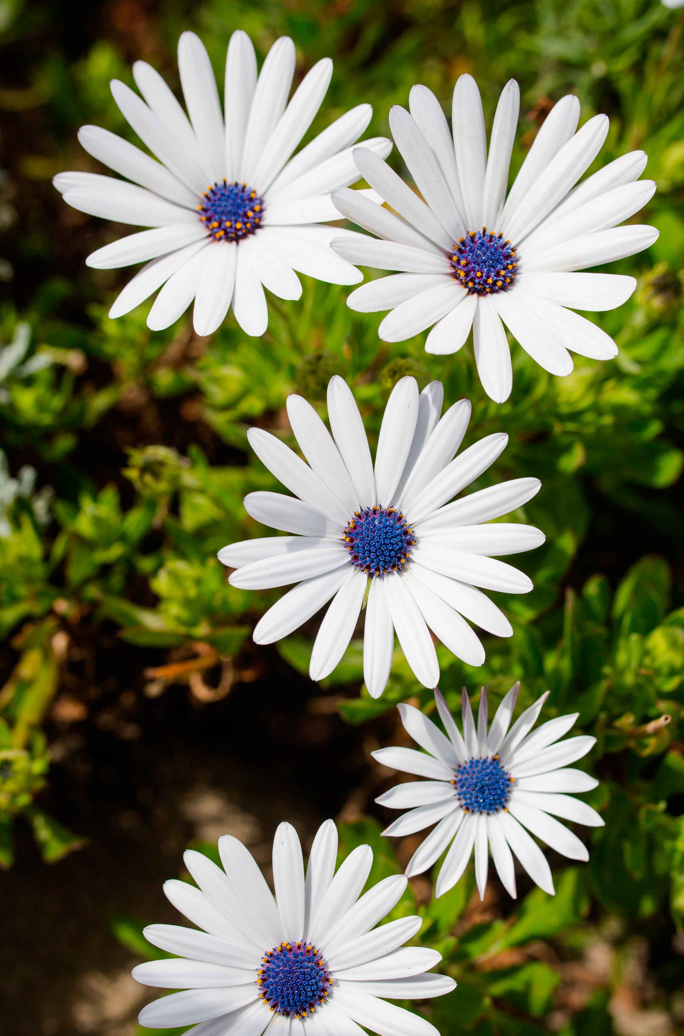 Specialmente per le piante in vaso occorre dosare adeguatamente le annaffiature poiché arctotis mal tollera i ristagni d'acqua. Specialmente per le piante in vaso occorre dosare adeguatamente le annaffiature poiché arctotis mal tollera i ristagni d'acqua.