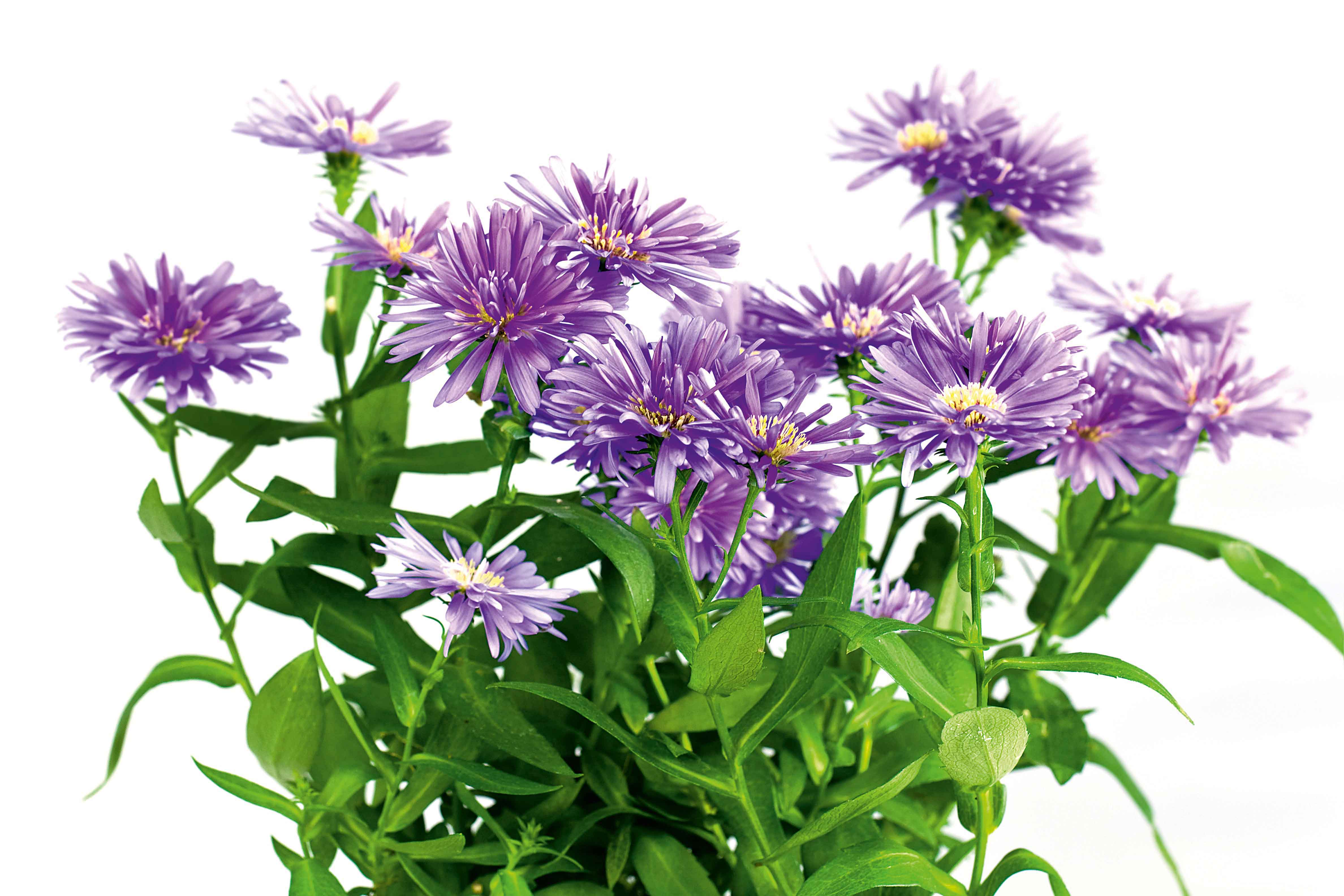 Le piante di aster andrebbero dotate di tutore, in modo da non esporle ai pericoli delle raffiche di vento. Le piante di aster andrebbero dotate di tutore, in modo da non esporle ai pericoli delle raffiche di vento.