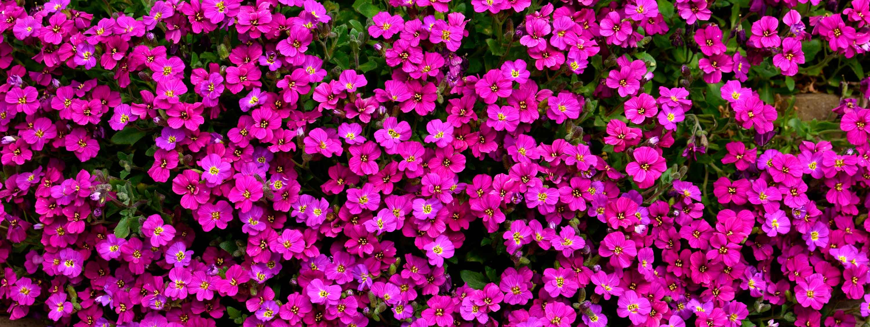 Per vederla fiorire copiosamente, è necessario porre la pianta di aubrezia in pieno sole. Per vederla fiorire copiosamente, è necessario porre la pianta di aubrezia in pieno sole.