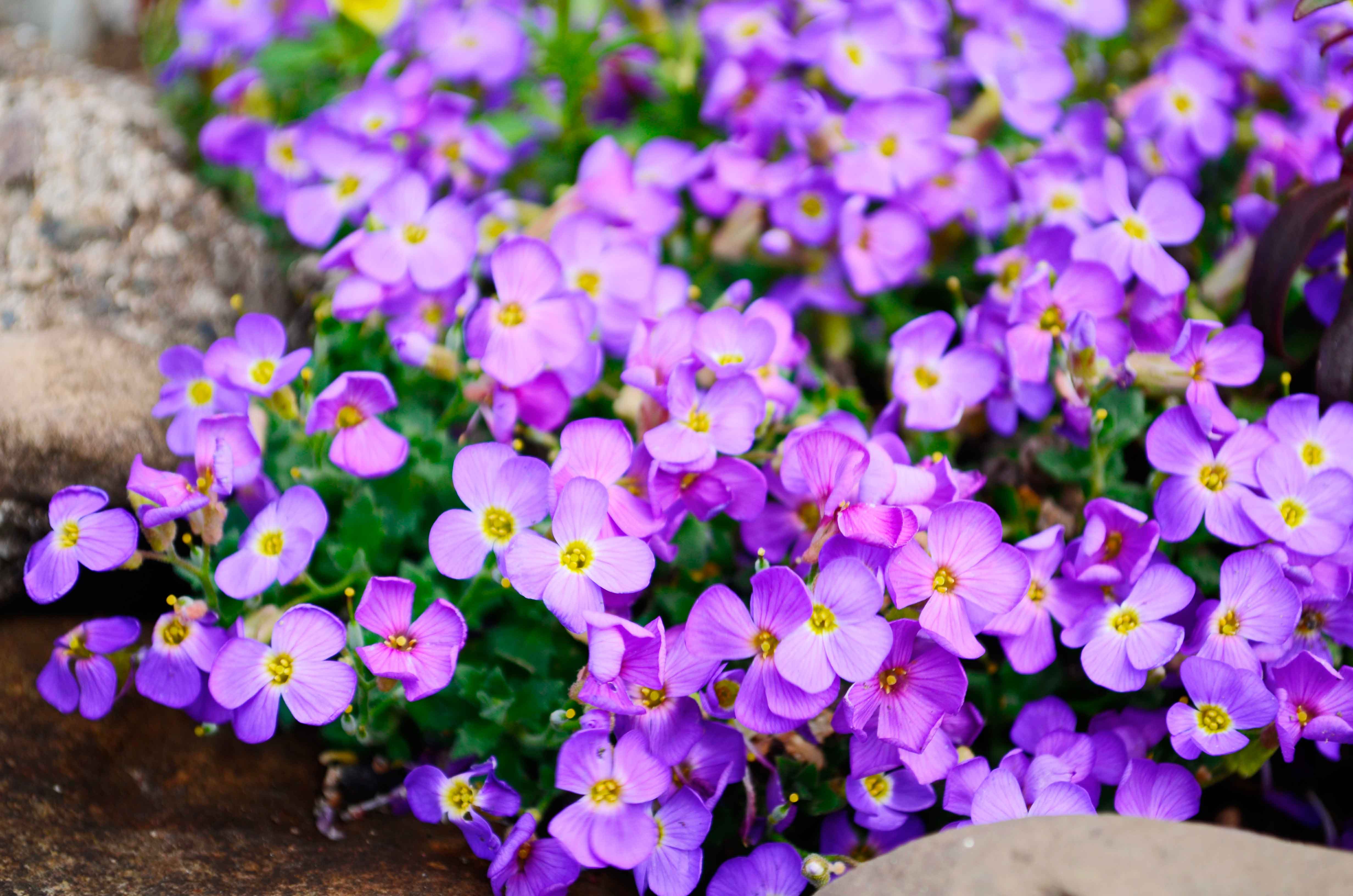 I fiorellini compaiono sulla pianta di aubrezia dalla primavera per tutta l'estate. I fiorellini compaiono sulla pianta di aubrezia dalla primavera per tutta l'estate.