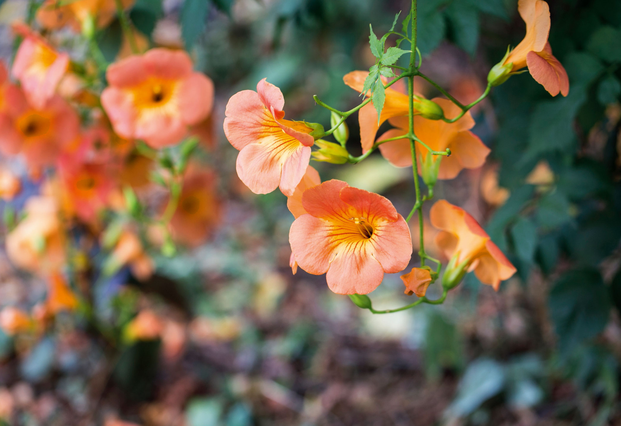 I fiori di bignonia sono campanule tubolose raccolte in grappoli, riccamente colorate. I fiori di bignonia sono campanule tubolose raccolte in grappoli, riccamente colorate.