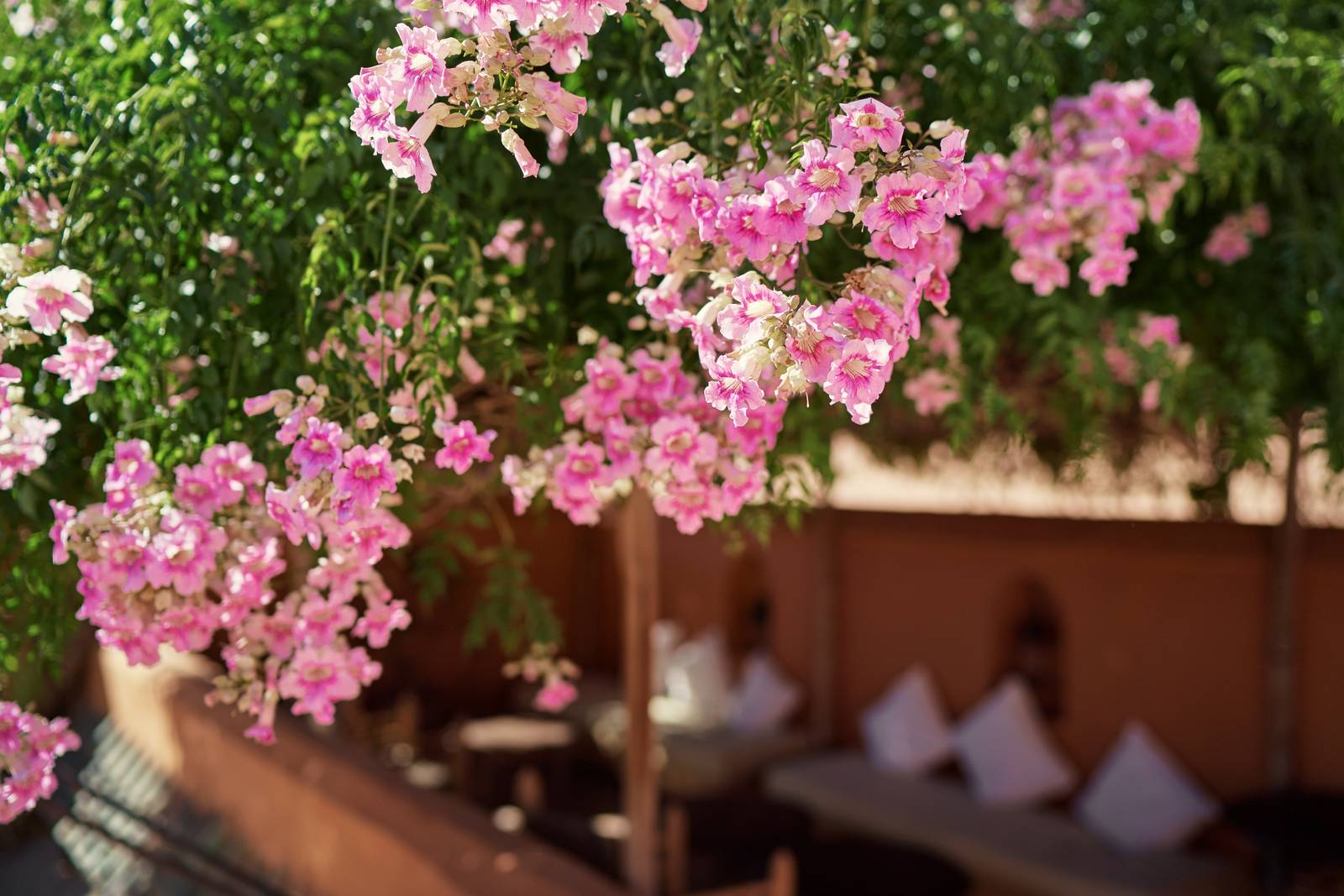 La bignonia necessita di molto spazio per crescere ed espandersi, di conseguenza la coltivazione in vaso è sempre da preferire. La bignonia necessita di molto spazio per crescere ed espandersi, di conseguenza la coltivazione in vaso è sempre da preferire.