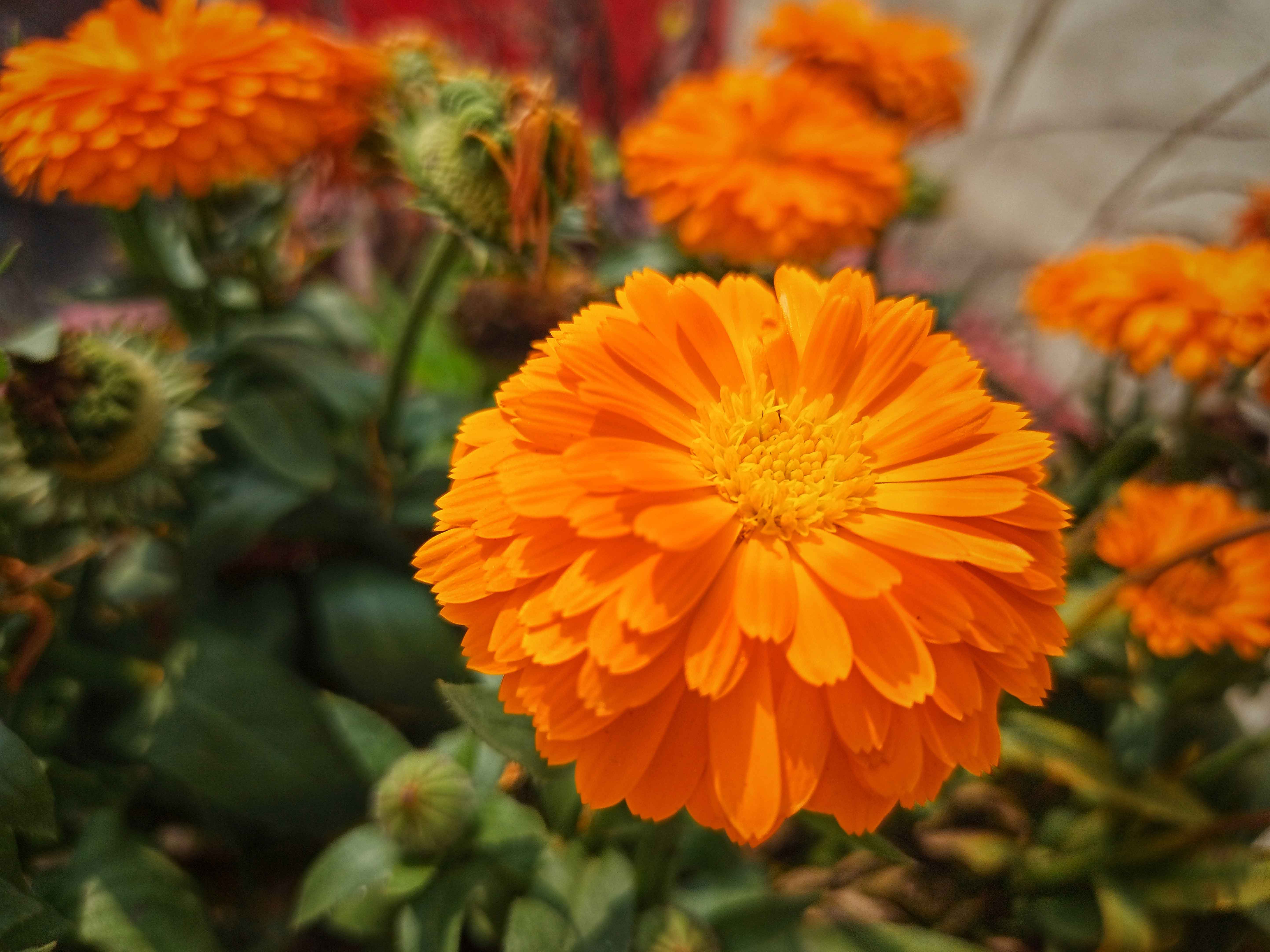 Calendula officinalis a fiori doppi. Calendula officinalis a fiori doppi.