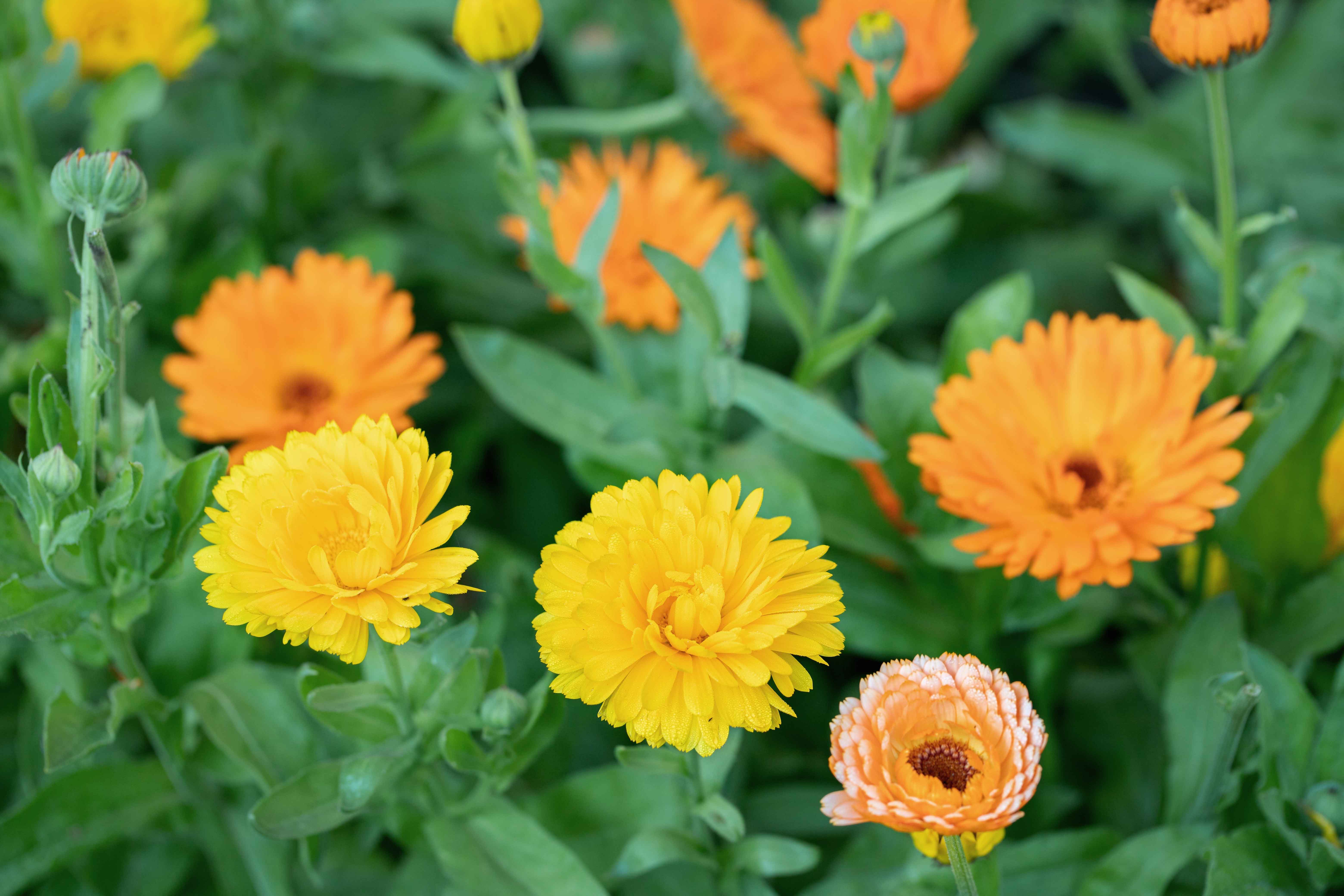 Le diverse specie di calendula presentano le varie sfumature di colore, allegre e vivaci, degli agrumi. Le diverse specie di calendula presentano le varie sfumature di colore, allegre e vivaci, degli agrumi.