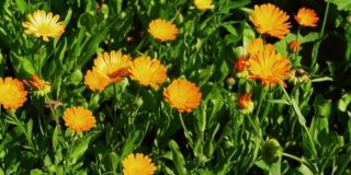 Calendula