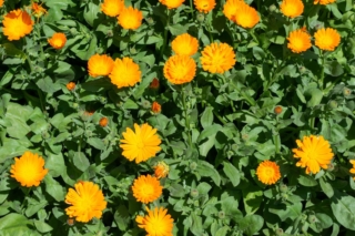 La calendula ama il pieno sole. La calendula ama il pieno sole.