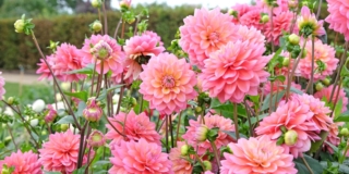 campo di dalie rosa