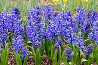 Il giacinto presenta foglie spesse di consistenza carnosa e di colore verde brillante.