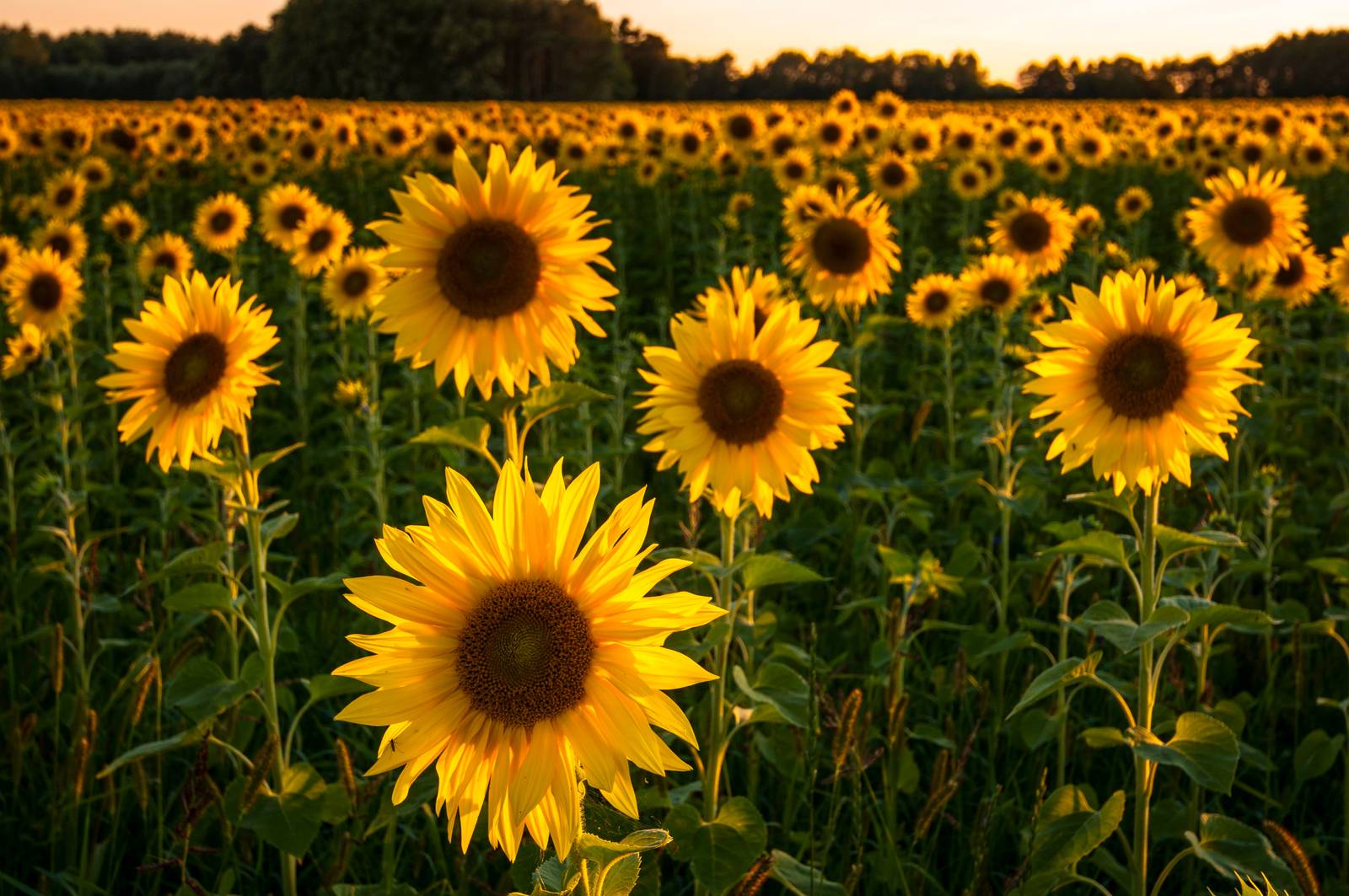 La pianta del girasole si distingue per il fusto eretto e non ramificato,  che può raggiungere e addirittura superare i due metri di altezza. La pianta del girasole si distingue per il fusto eretto e non ramificato,  che può raggiungere e addirittura superare i due metri di altezza.