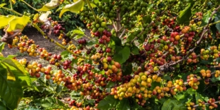 Pianta del caffè