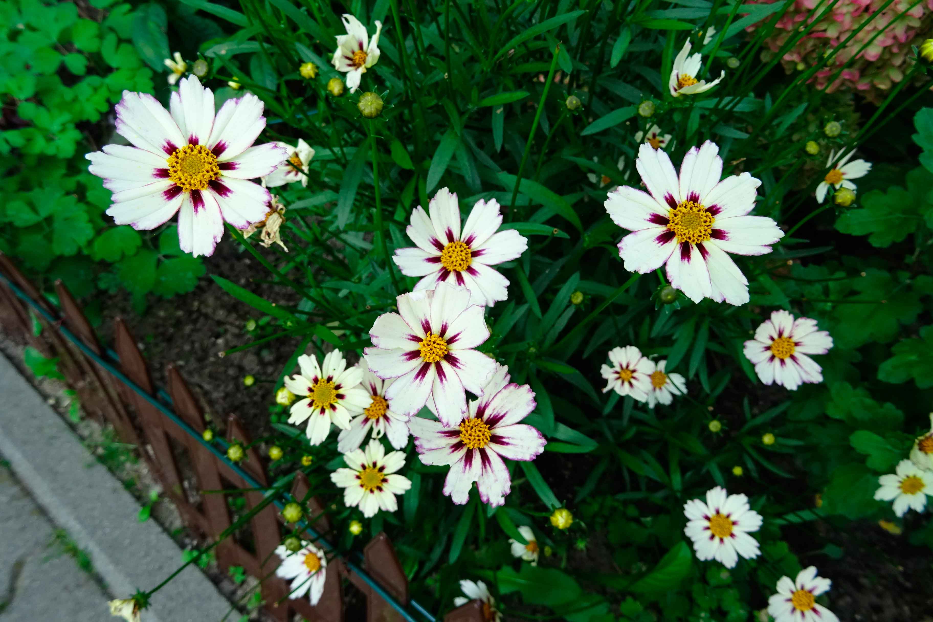 Le foglie della coreopsis sono lanceolate, lineari e di colore verde, più chiaro in primavera, mentre i fiori vengono portati su steli lunghi anche 40 cm, sono grandi e di colore completamente giallo o arricchiti da una marginatura color mattone fra i petali ed il disco.