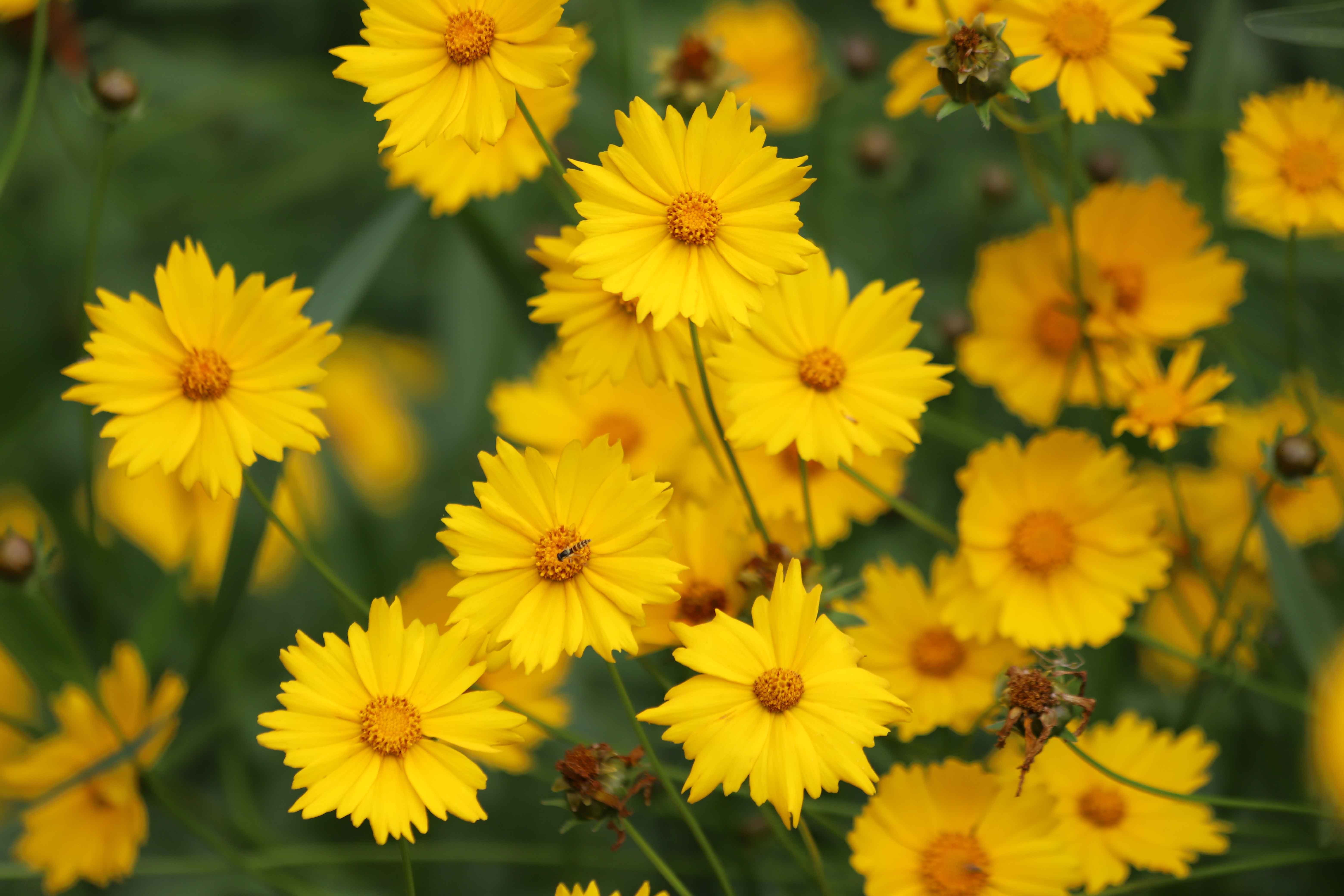 I fiori di coreopsis possono essere utilizzati in molteplici modi: dalle bordure alle aiuole, fino alle composizioni in vaso per decorare casa.