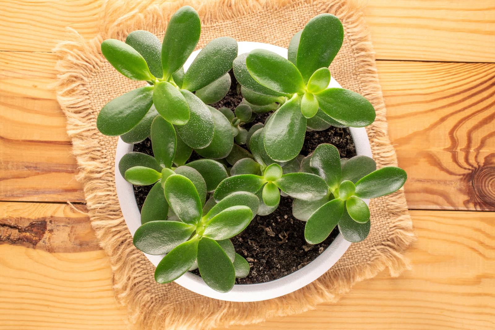 Crassula ovata, o albero di giada, è senza dubbio la specie più comune reperibile nei garden. Crassula ovata, o albero di giada, è senza dubbio la specie più comune reperibile nei garden.