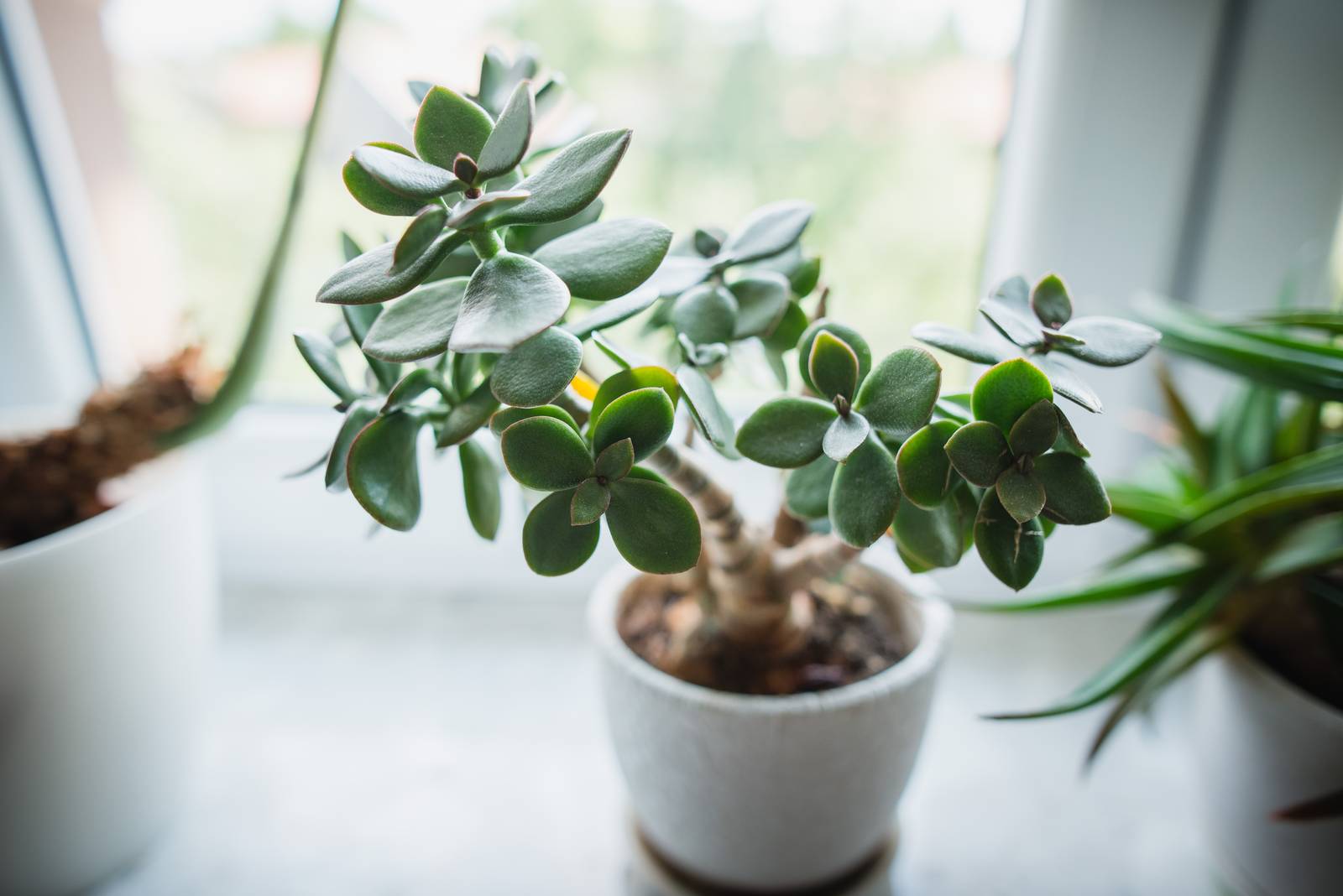 In foto, una crassula ovata coltivata in vaso. In foto, una crassula ovata coltivata in vaso.