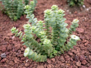 Crassula e rochea